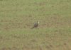 Peregrine Falcon at Oxenham Farm (Steve Arlow) (69640 bytes) Peregrine Falcon at Oxenham Farm (Steve Arlow) (69640 bytes)
